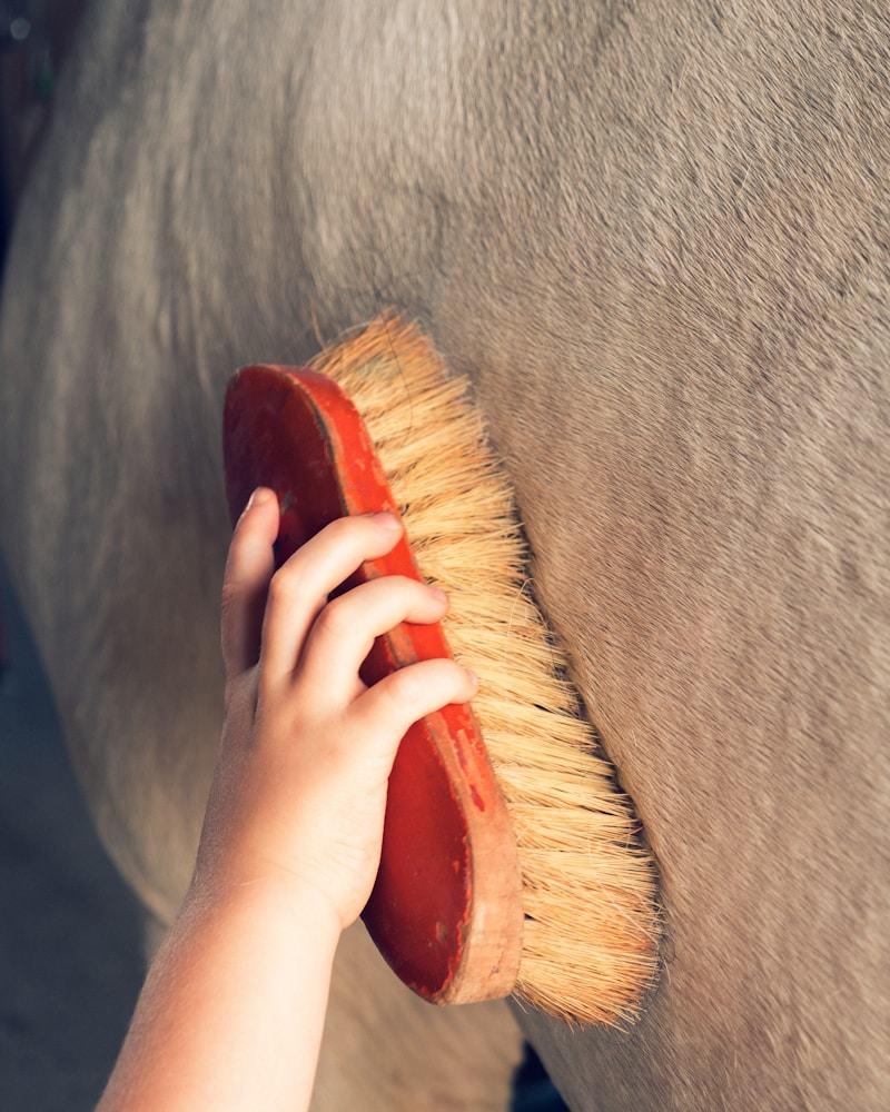 Grooming a horse with a body brush